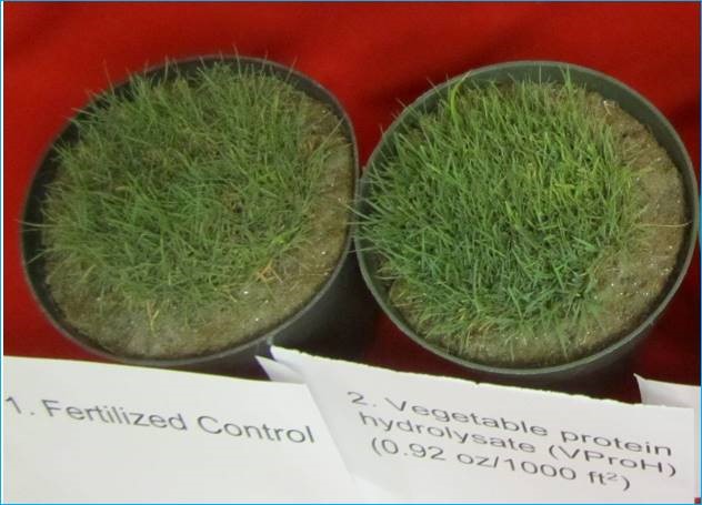 The Role and Value of Exogenous Amino Acids to Turfgrass